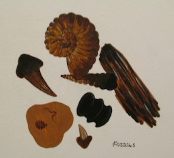 Sheppey Fossils